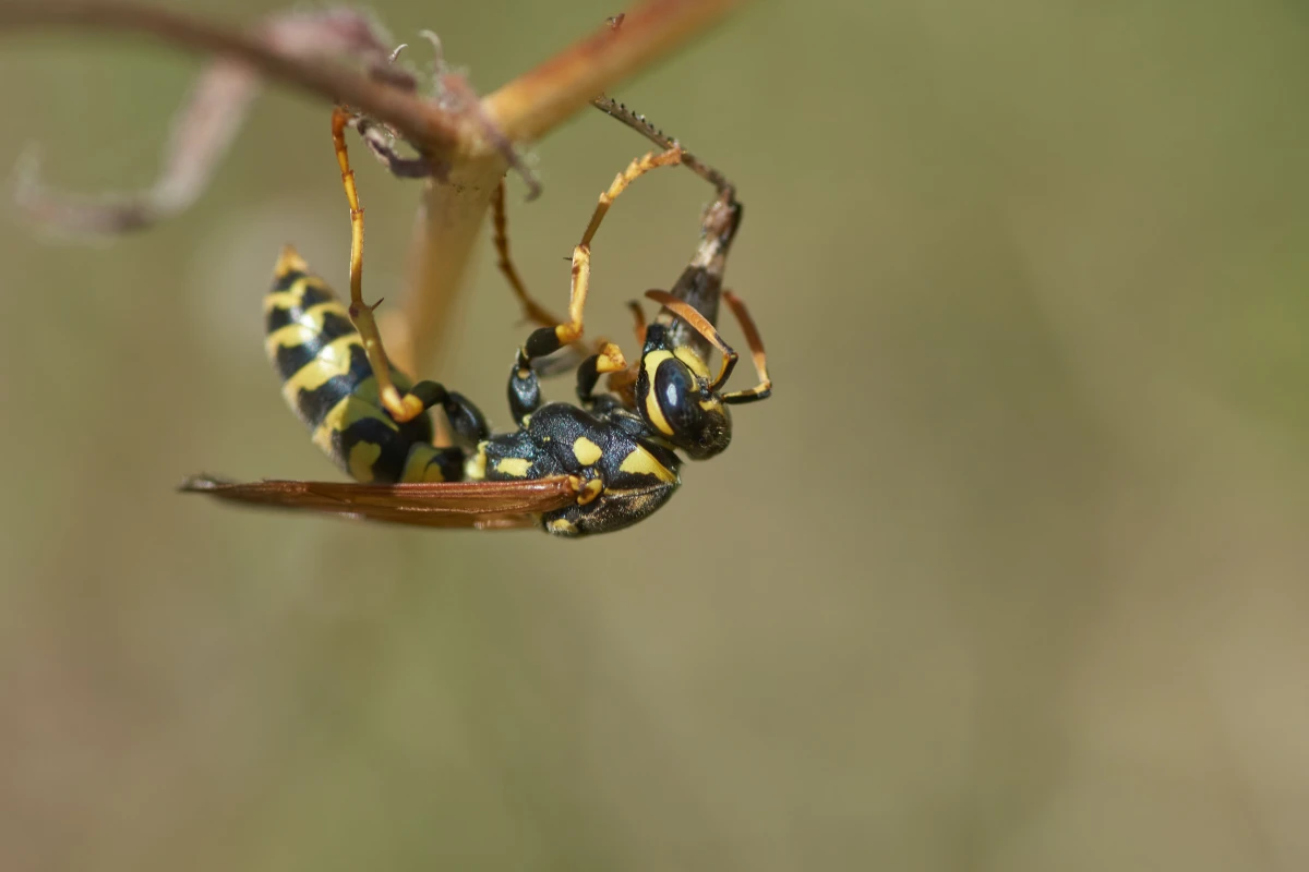 wasps hanging upside down
