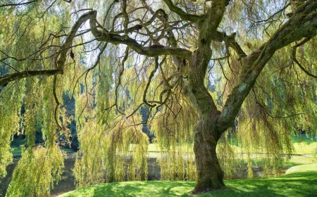 weeping willow tree