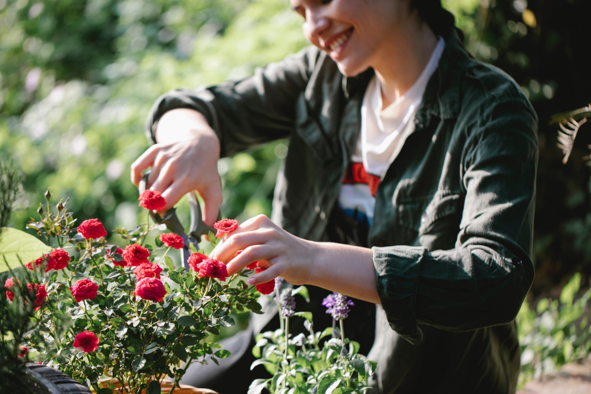 what is the proper way to prune a rose bush