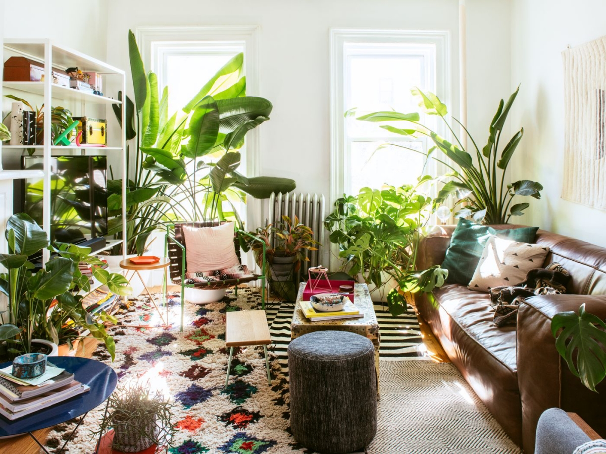 what plants to put in each room