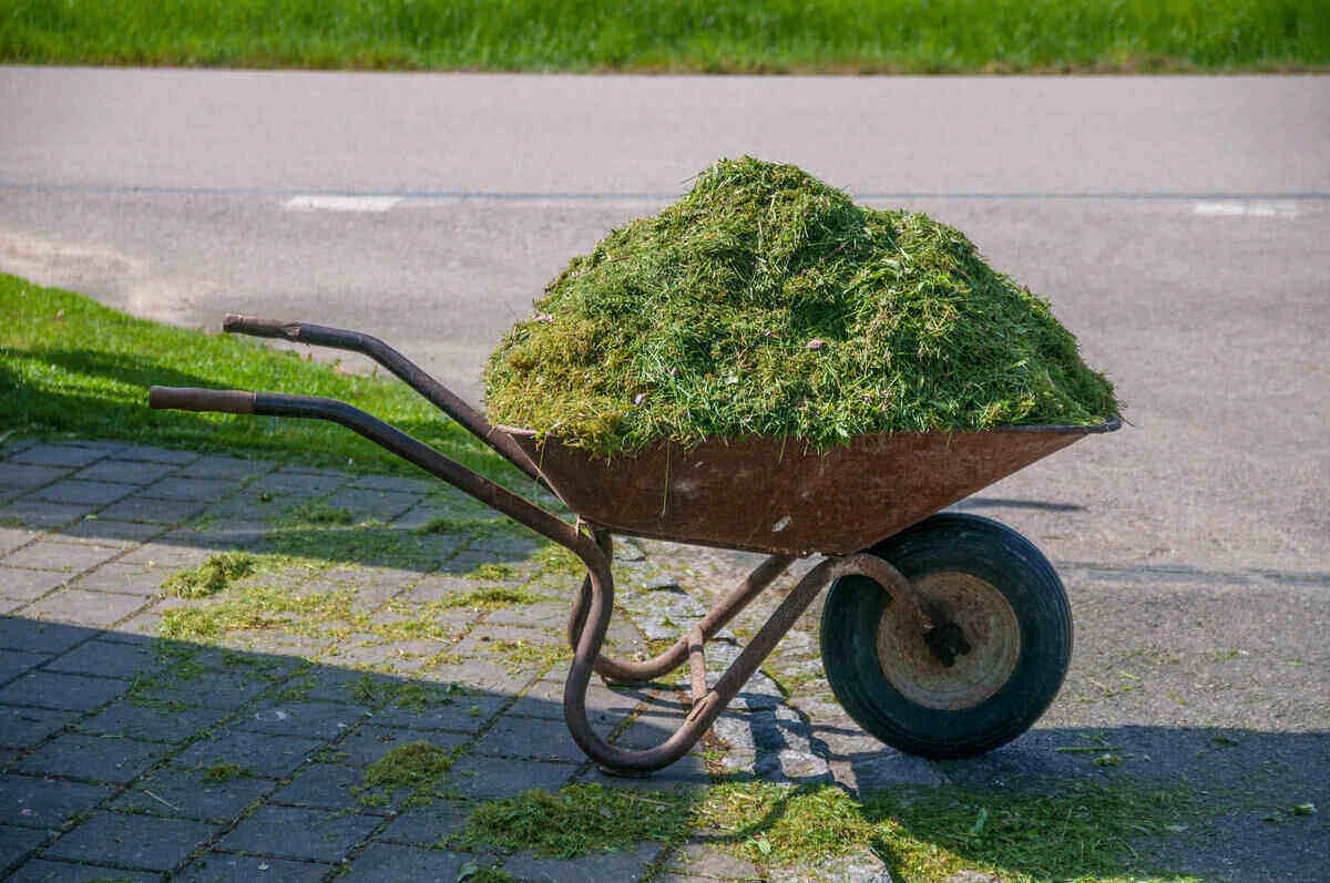 what to do with grass clippings grass clipping in a barrel