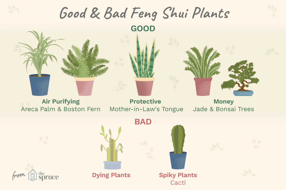 where to put plants feng shui