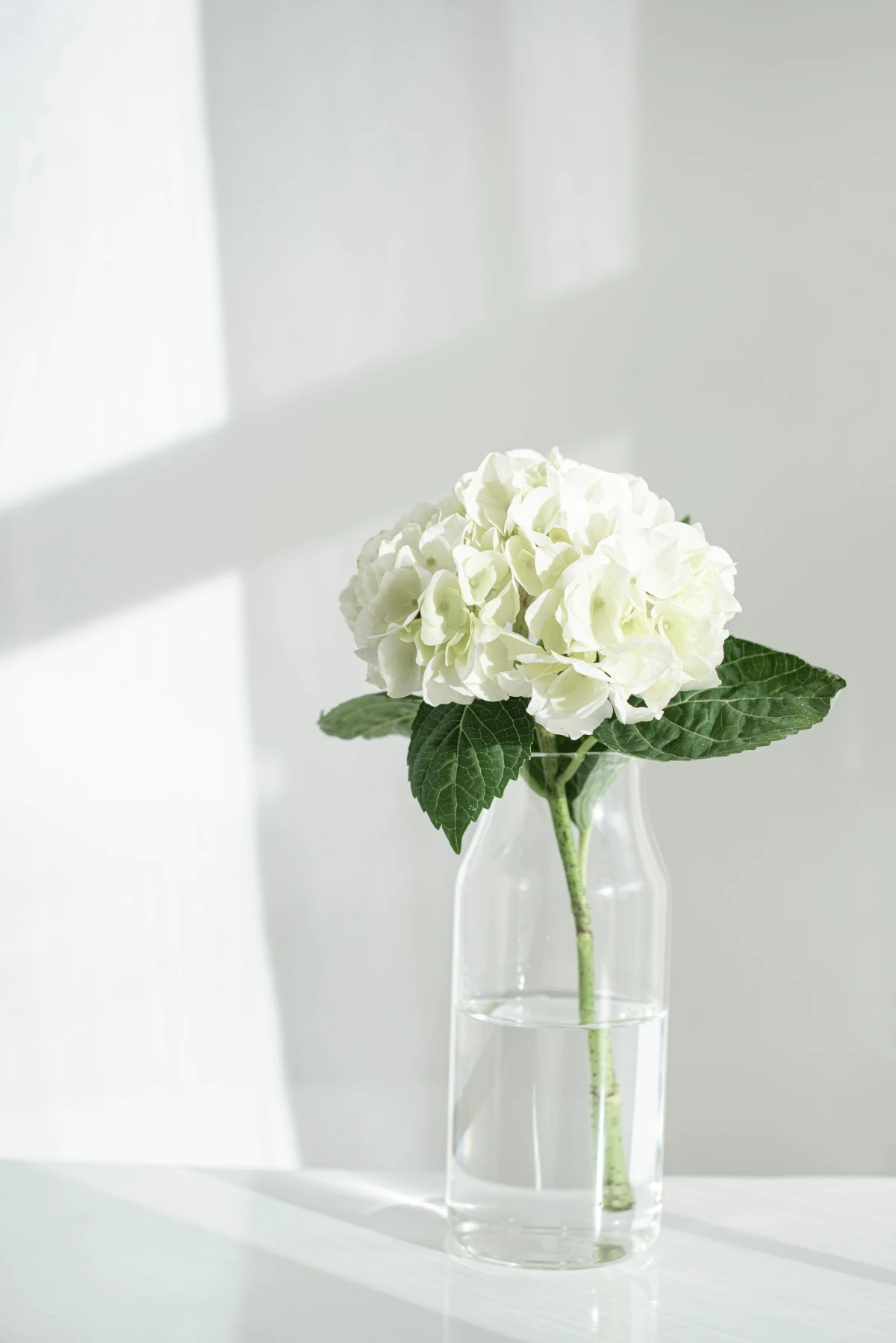 white hydrangeas in a vase