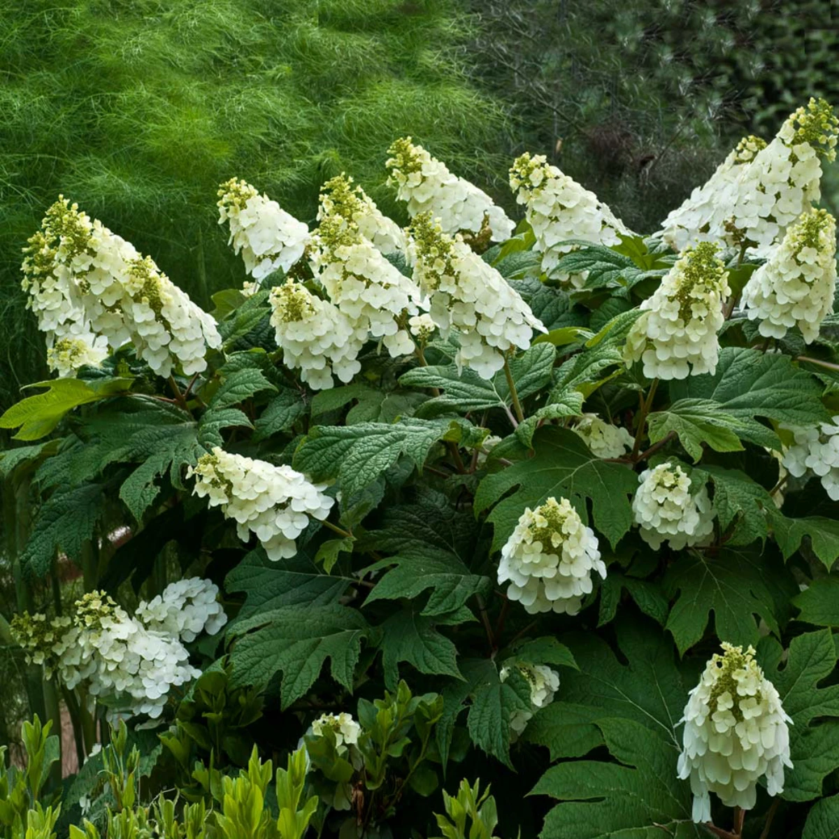 white oakleaf hydrangea with white flowers