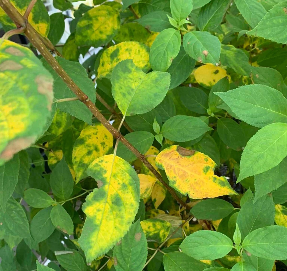 yellow leaves on hydrangea