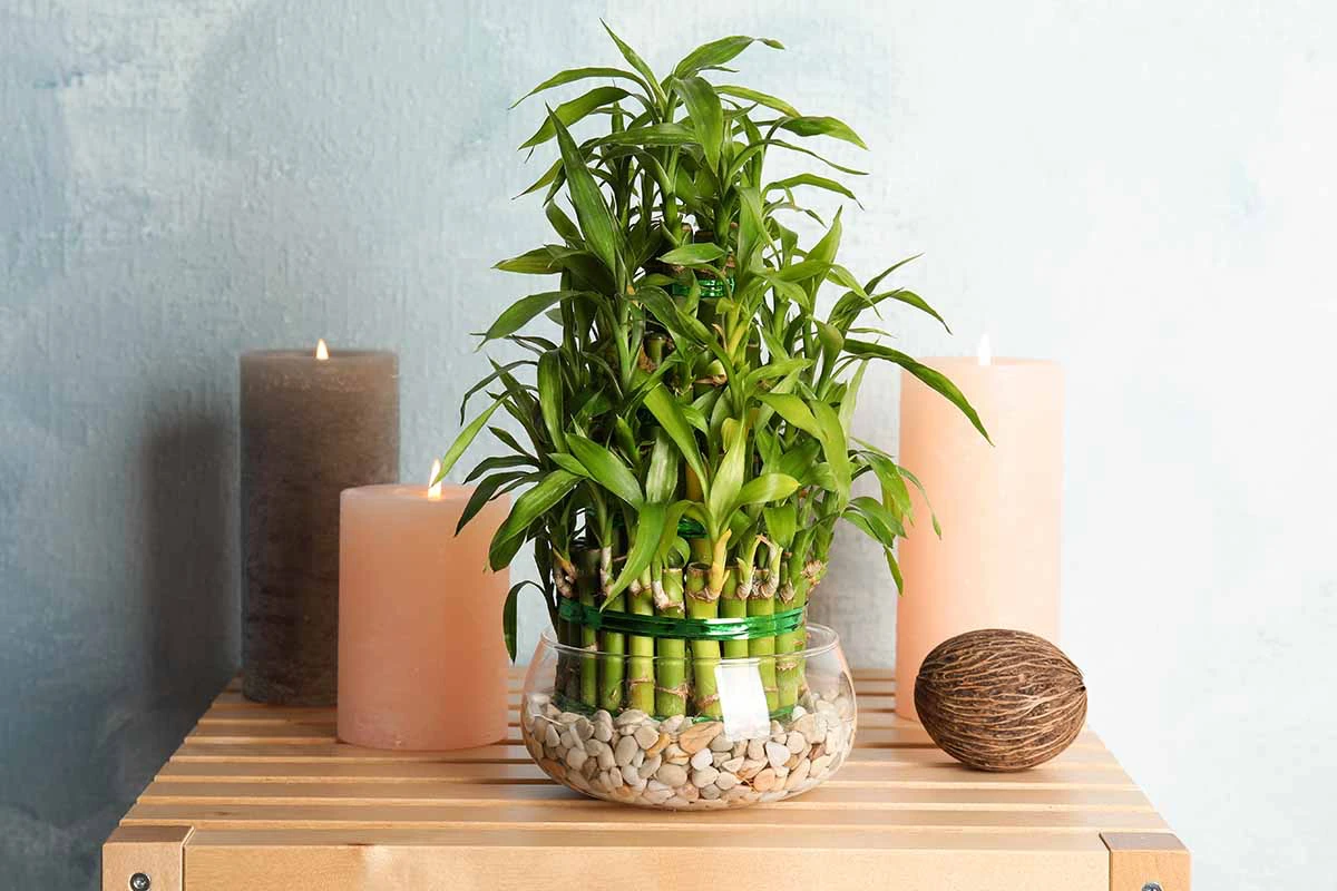 how to grow lucky bamboo feature
