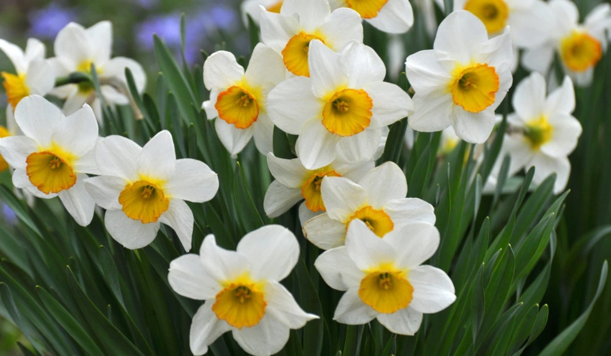 narcissus flower in white