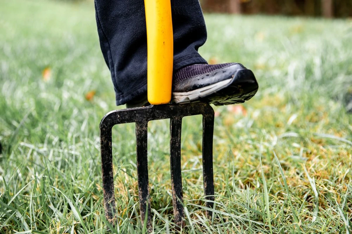 aerating the lawn with garden fork