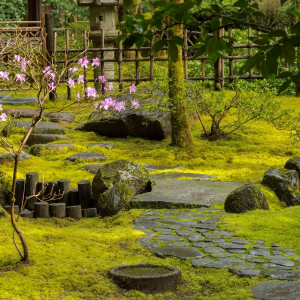 5 Unique Grass Alternatives For An Exceptional Garden