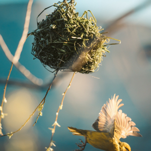 From Twigs To Fibers: The 5 Best Bird Nesting Materials