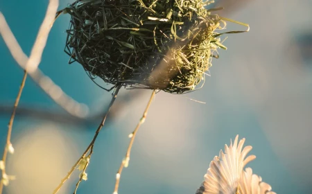 bird nesting materials bird flying to its nest