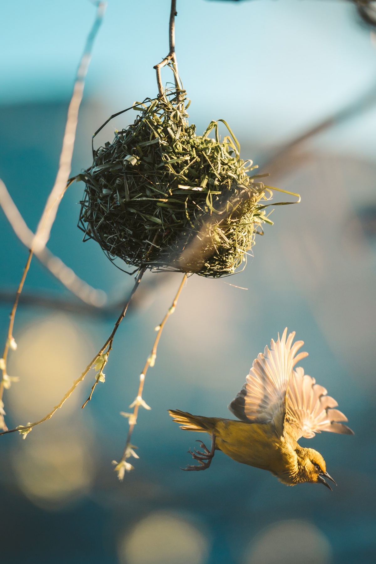 bird nesting materials bird flying to its nest