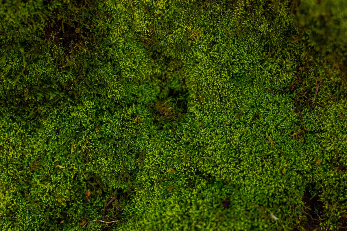 bird nesting materials green moss on ground