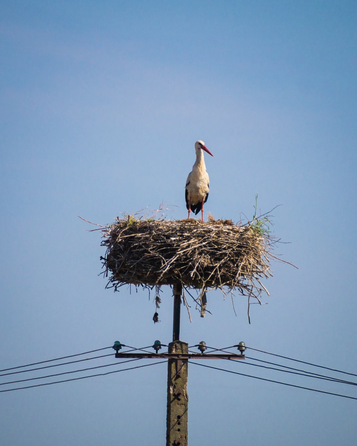 bird nesting materials stork sitting in its nest