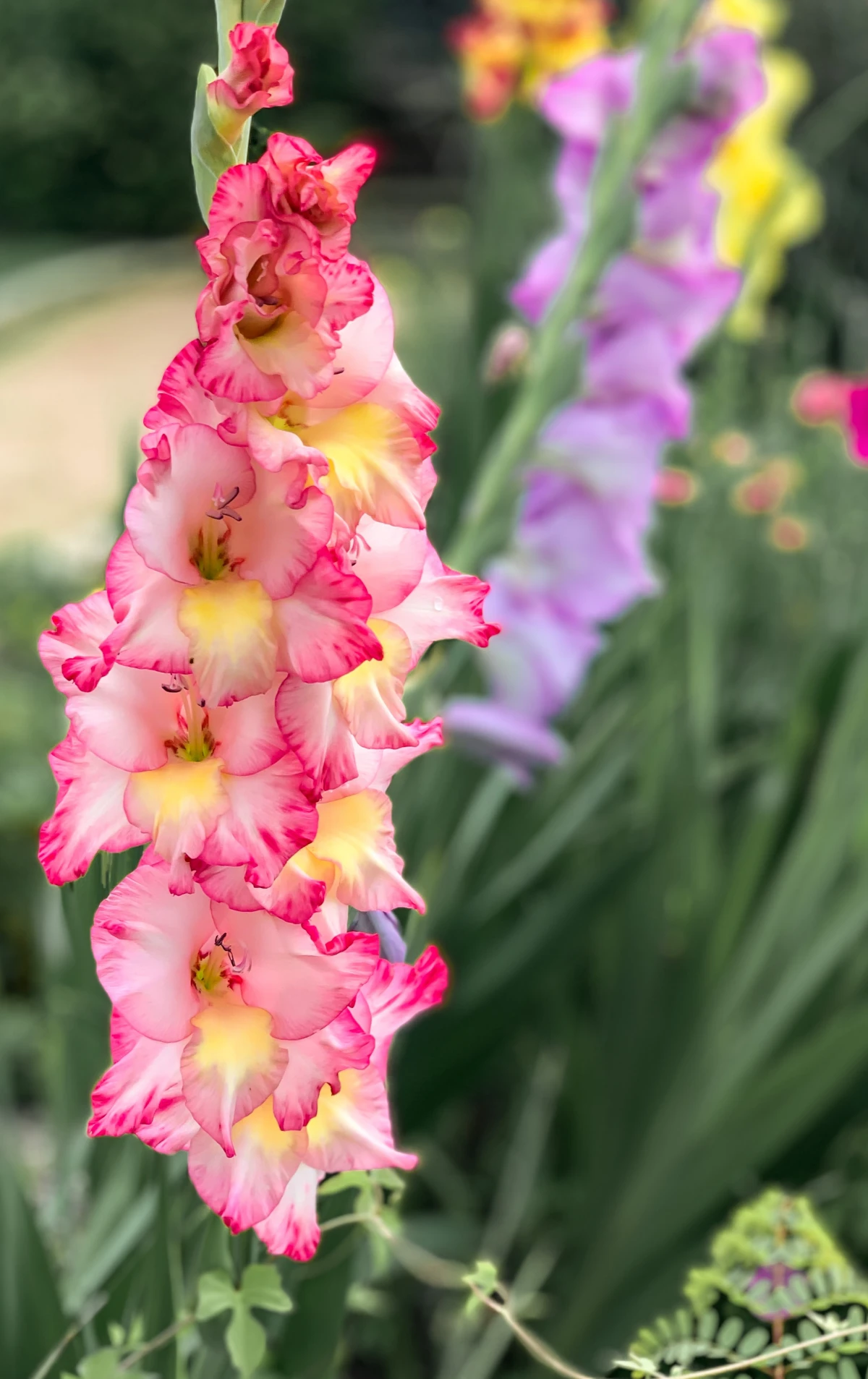 birth month flowers pink gladiolus