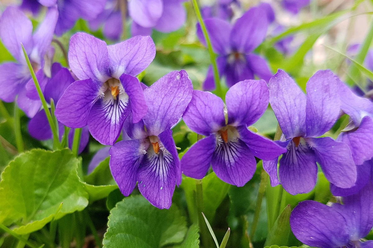 birth month flowers violets in the wild