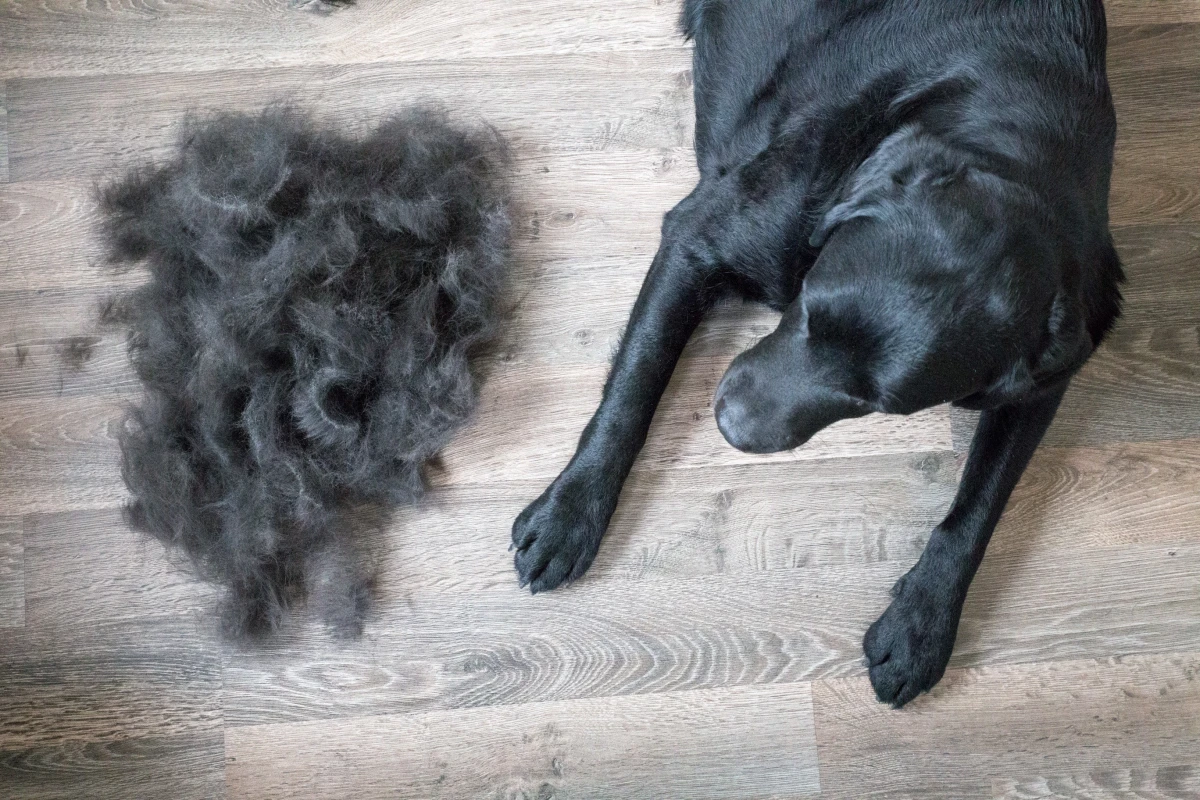 black labrador groomed with pet hair