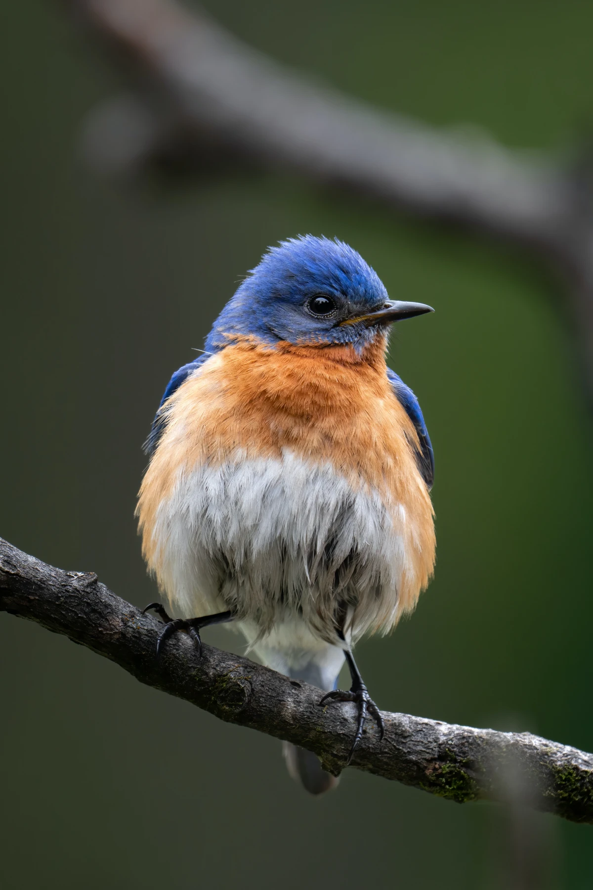 bluebird sitting on branch