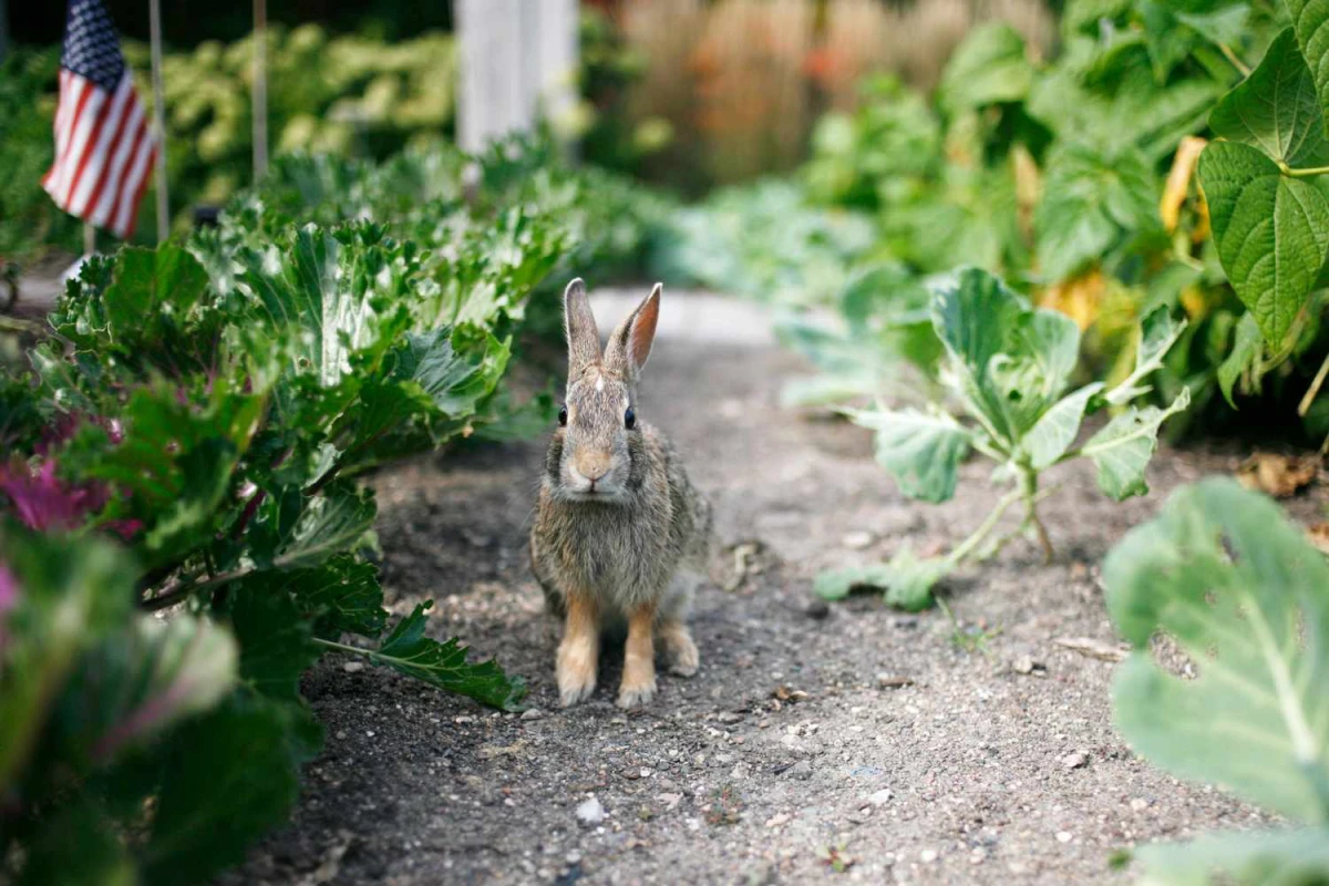 brown rabbit in between garden beds