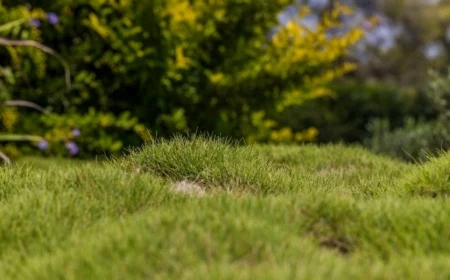 bumpy green lawn