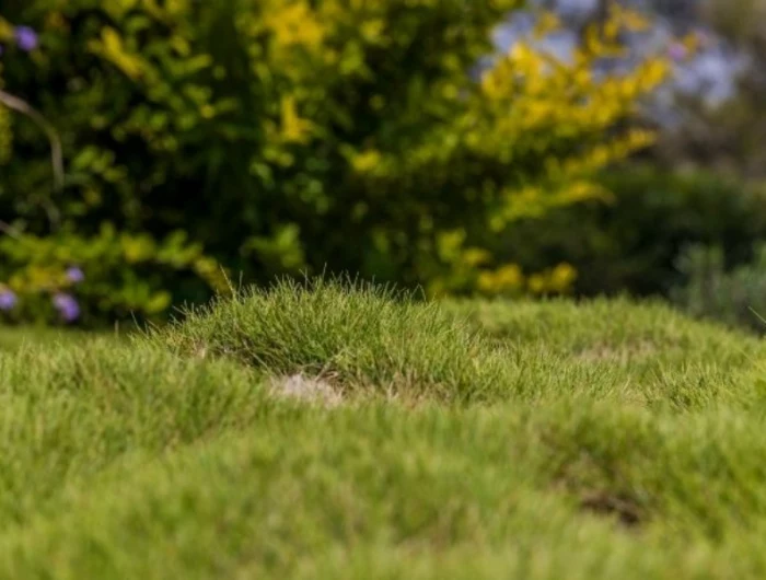 bumpy green lawn