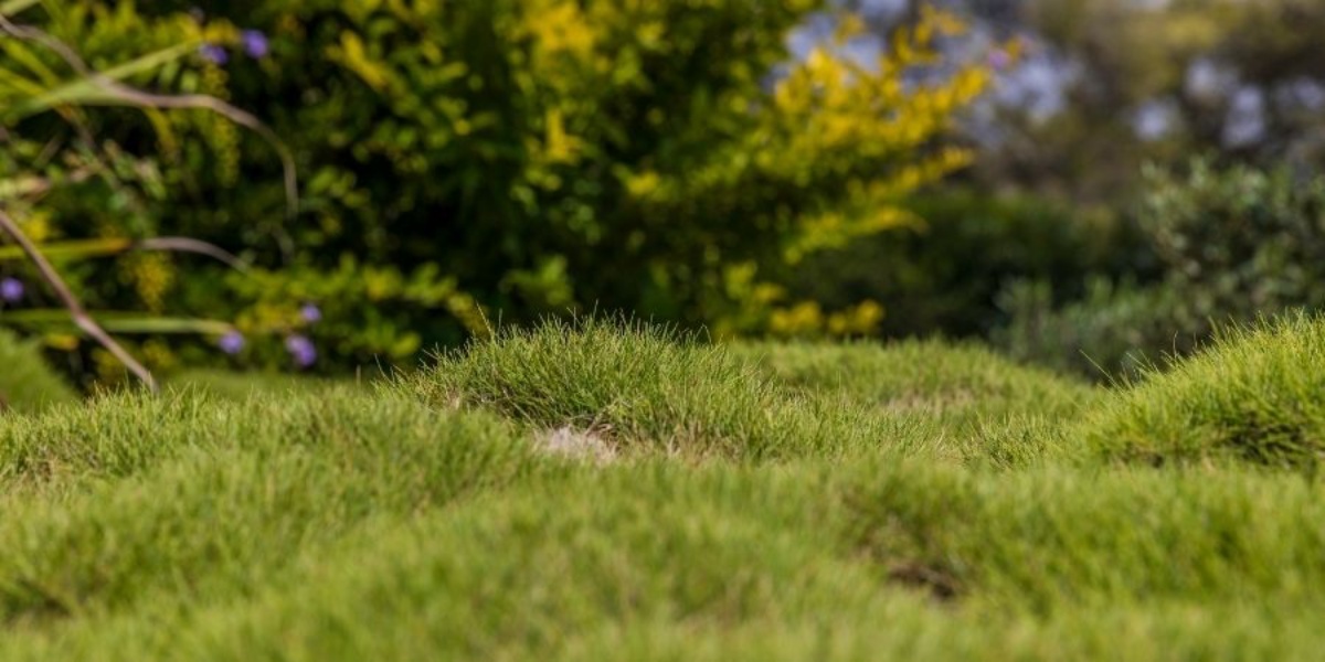 How To Level A Lawn – Everything You Need To Know