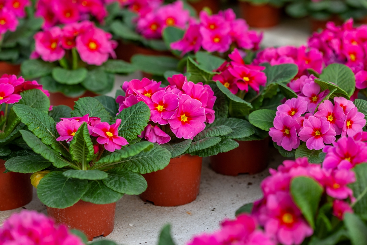 caring for a primrose