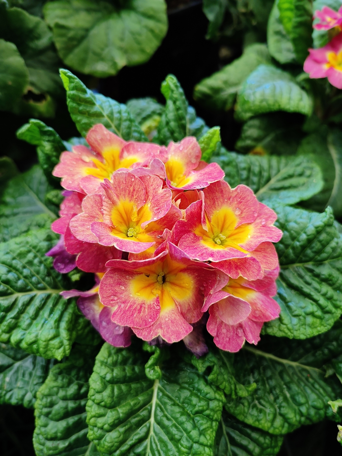 caring for primroses outdoors