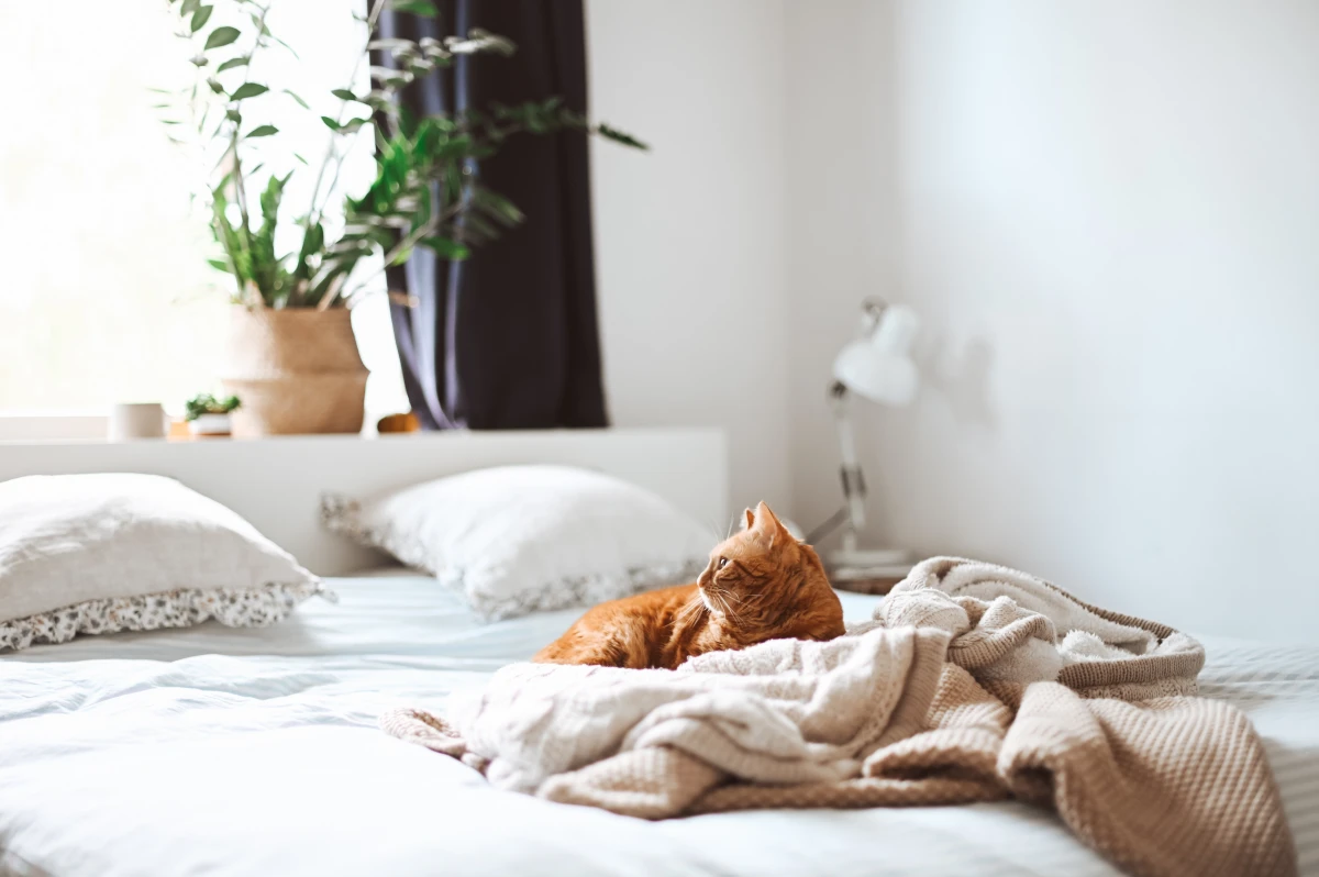 cat on the bed