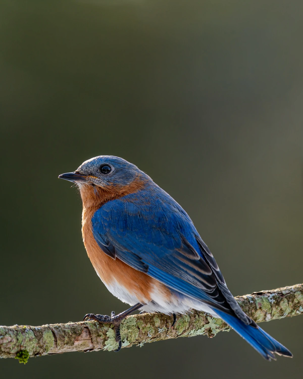 chunky bluebird on branch