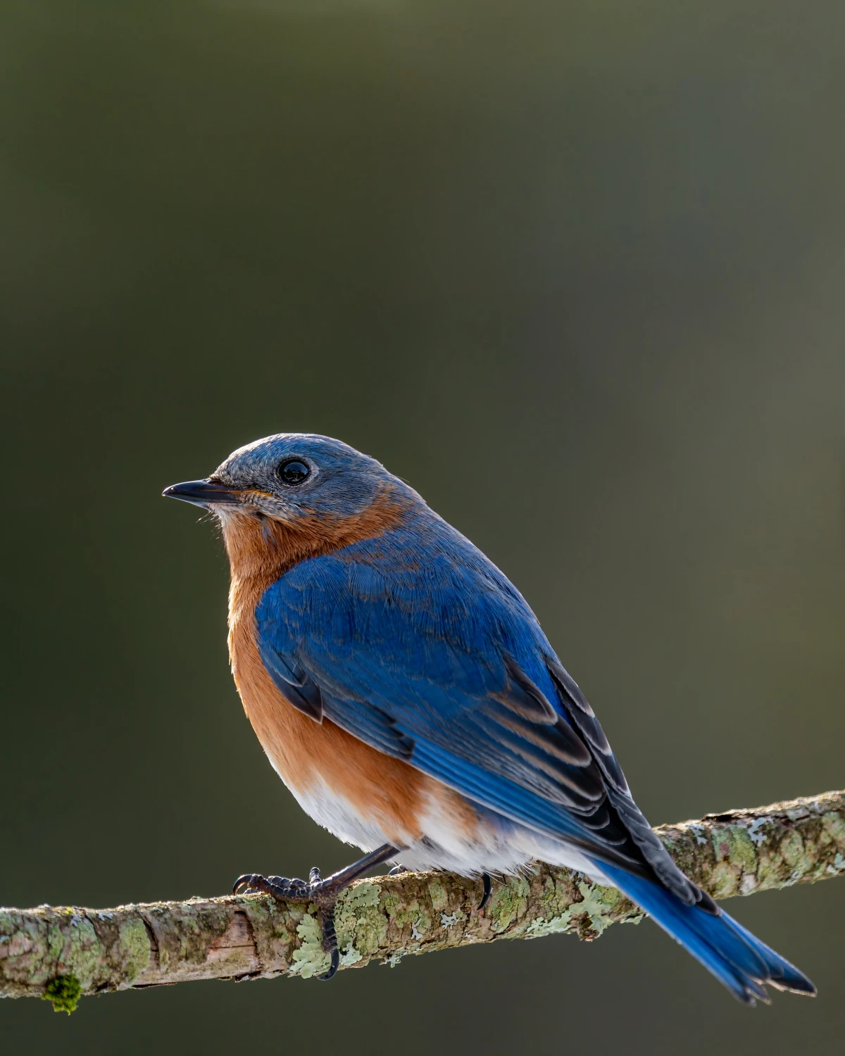 thumbnail image 2 of The Bluebird Book: The Complete Guide To Attracting Bluebirds By Stokes – 1991 Trade Paperback, Good Condition 2 of 6