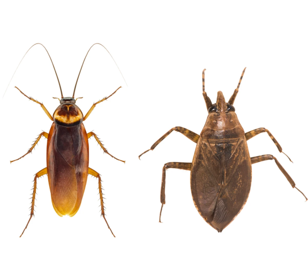 cockroach vs waterbug