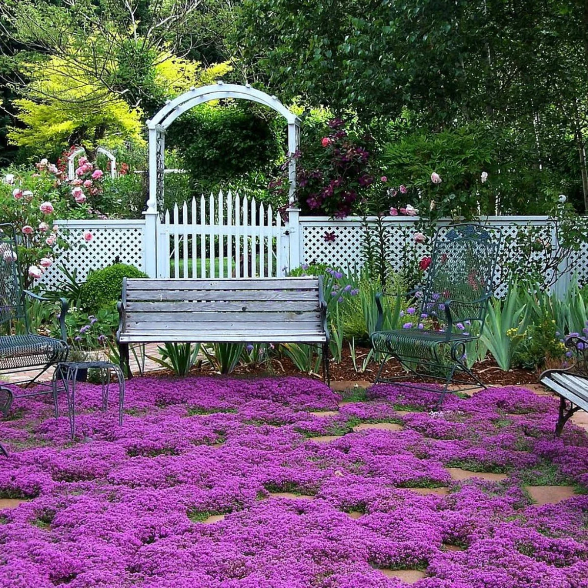 creeping thyme instead of grass