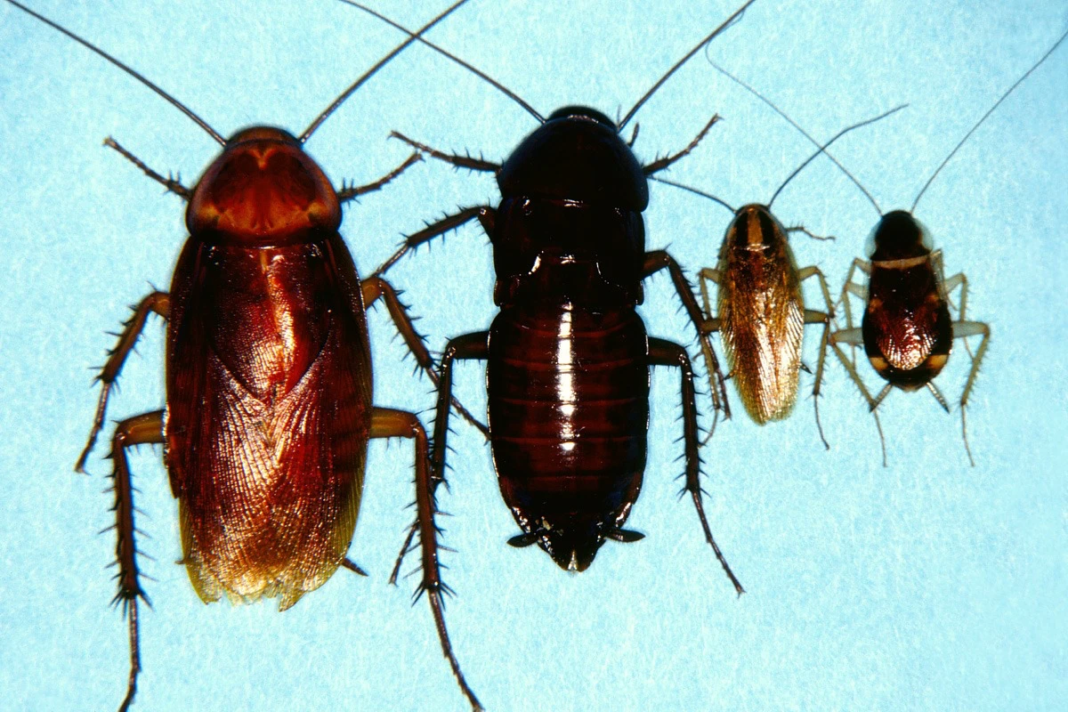 different cockroaches on blue background