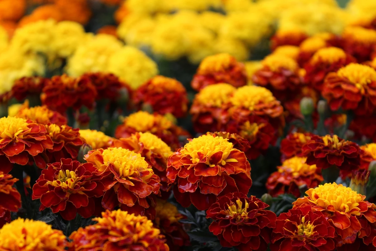 different colored marigolds