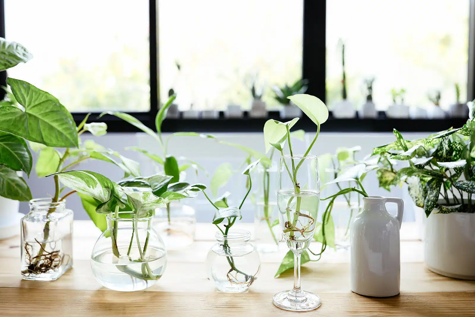 No Soil Needed! Here Are 5 Plants That Grow In Water