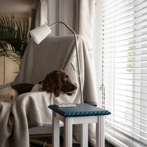 Pet Proofing Your Home And Garden