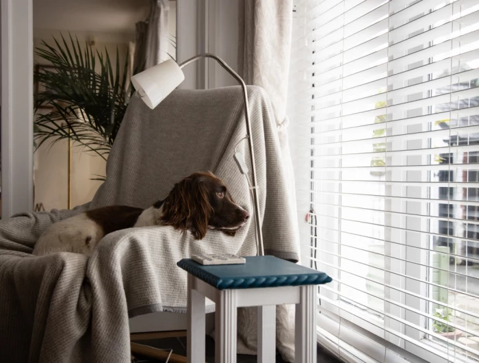 dog on couch looking through window