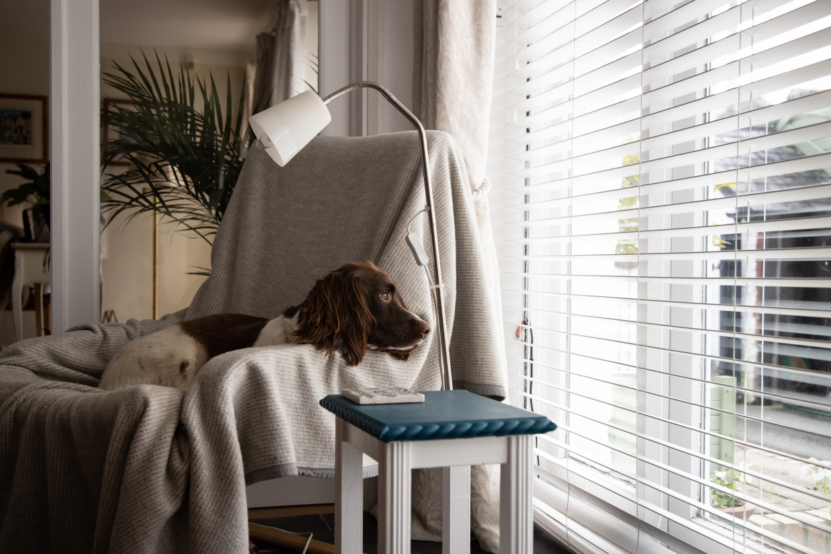 dog on couch looking through window