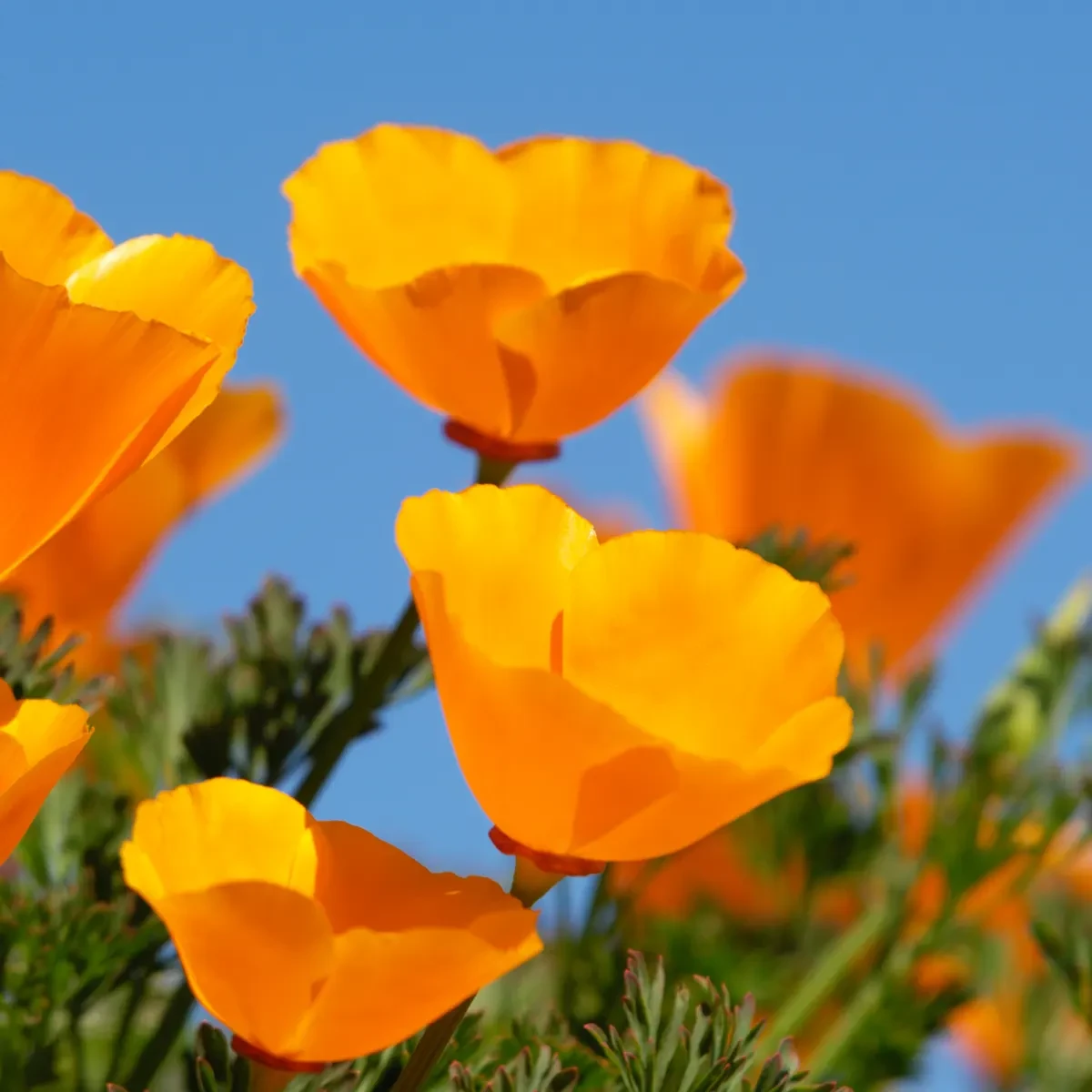 drought tolerant plants california poppy