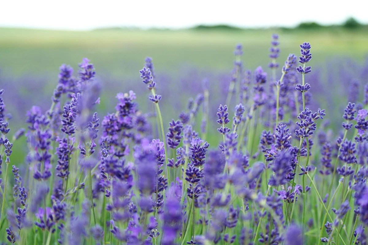 drought tolerant plants lavender in a field