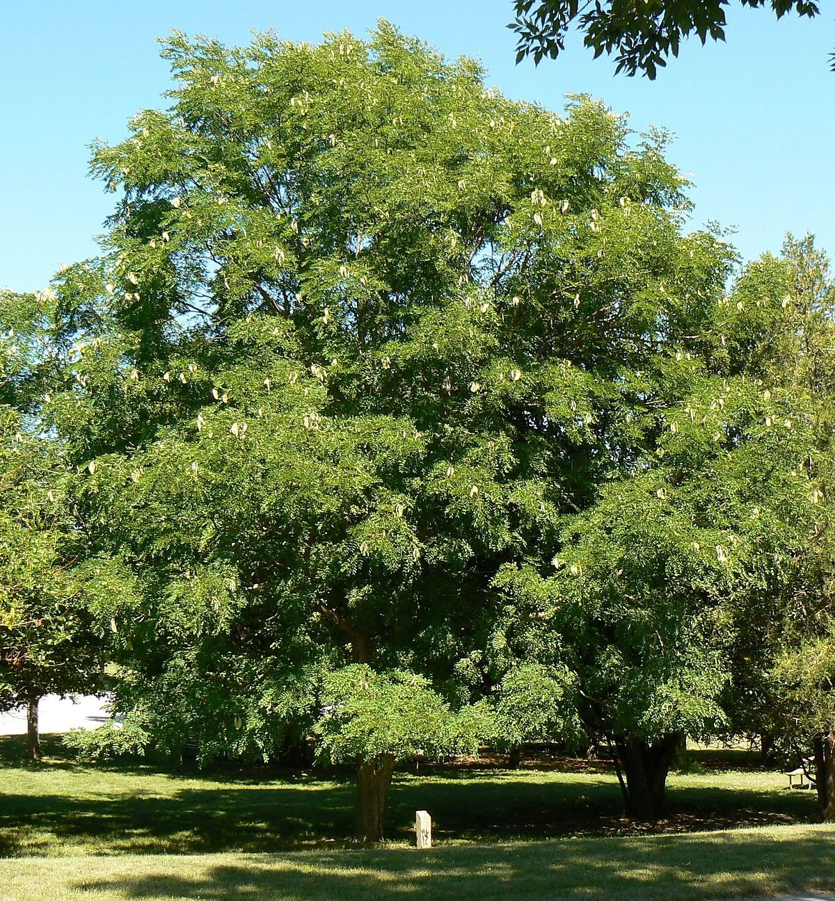 drought tolerant trees kentucky coffeetree
