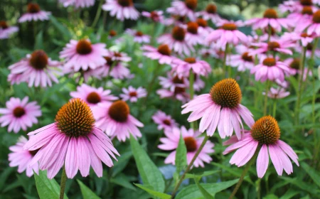 field of echinacea flowers