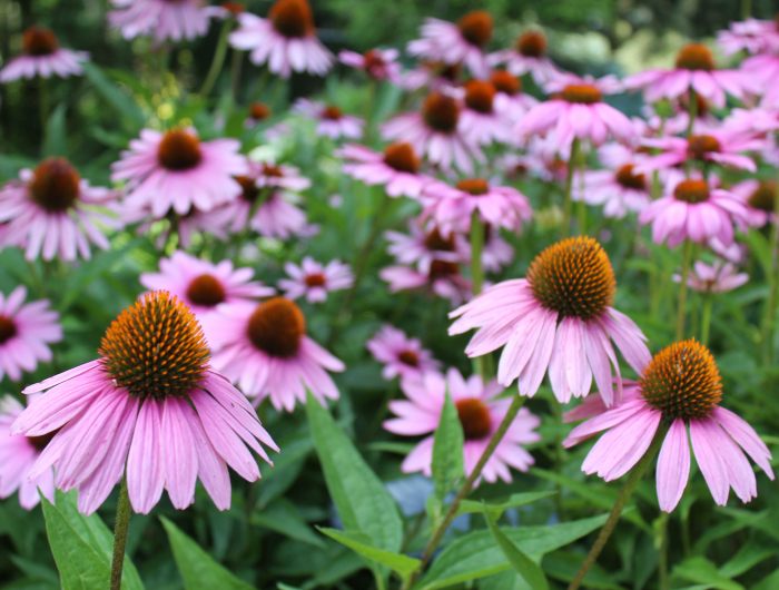 The 7 Best Drought Tolerant Plants To Grow