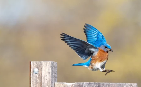 flying blue bird
