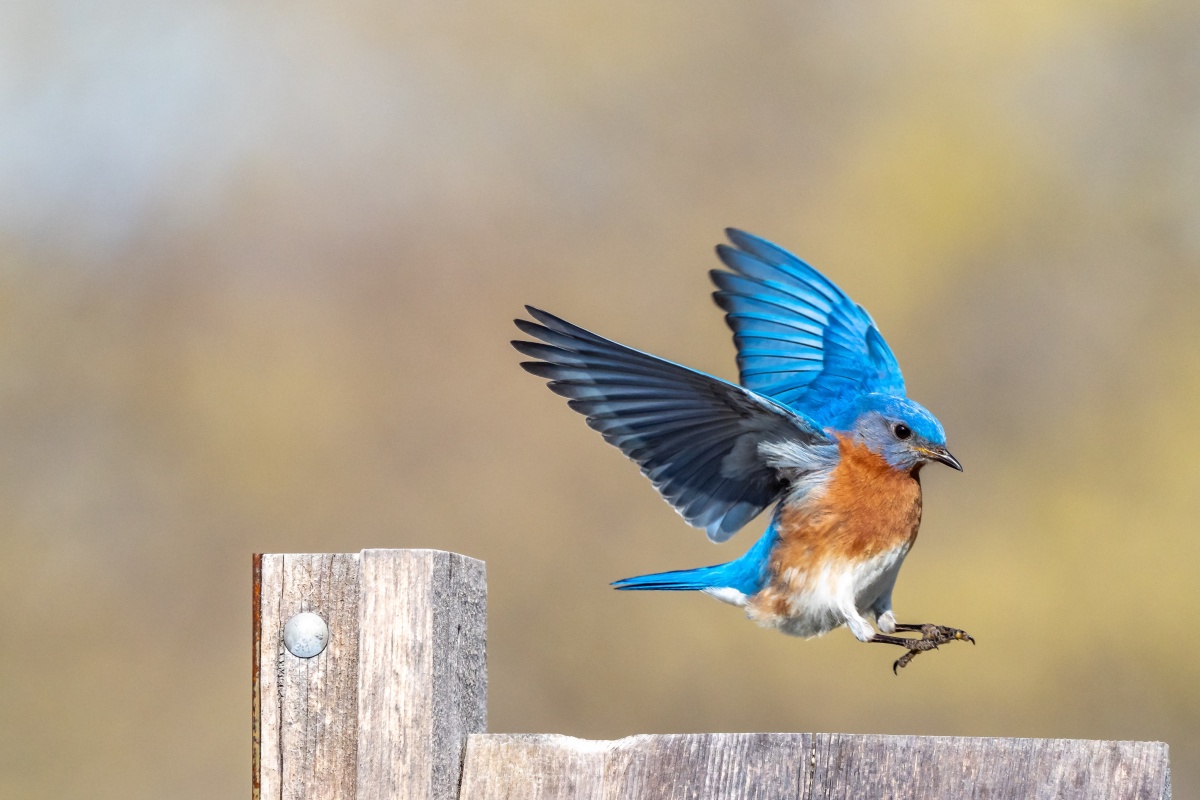 How To Attract Bluebirds To Your Garden: 8 Proven Methods