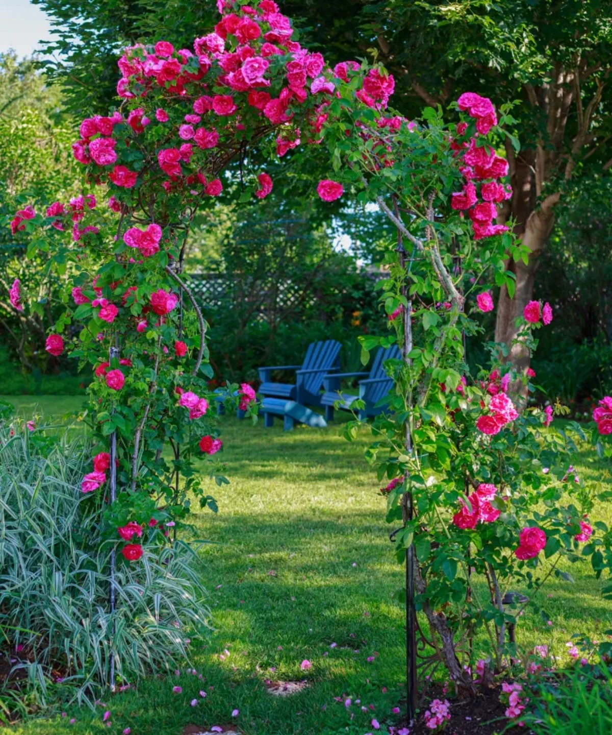garden trellis idea roses draped over arbor
