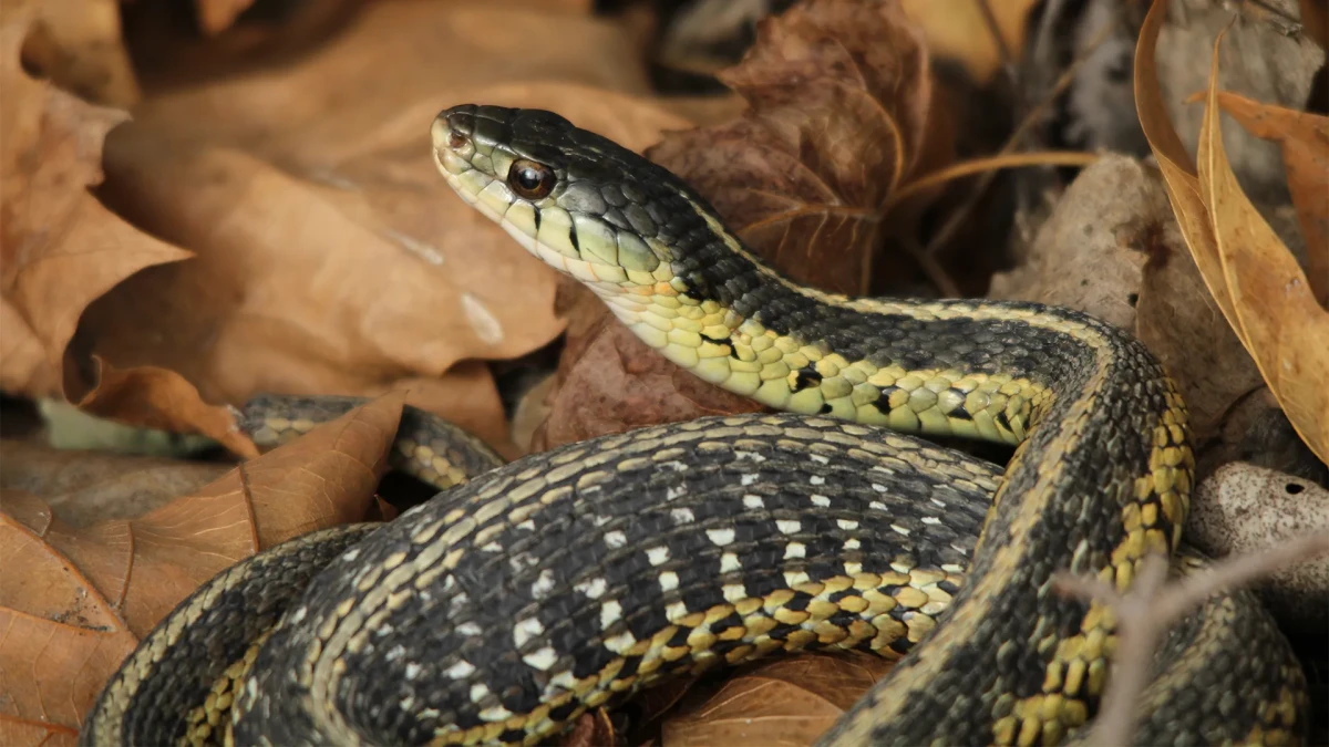 garter snake in leaves