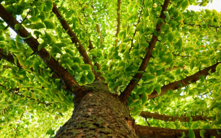 The 5 Best Drought-Tolerant Trees For Your Landscape