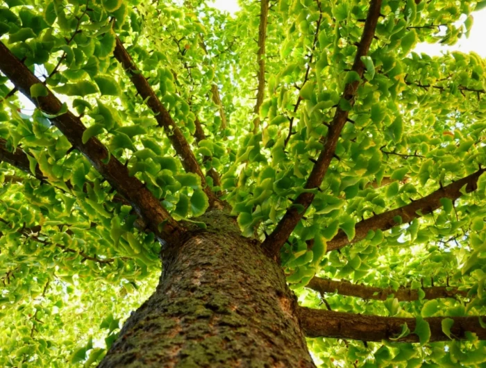 ginkgo biloba tree